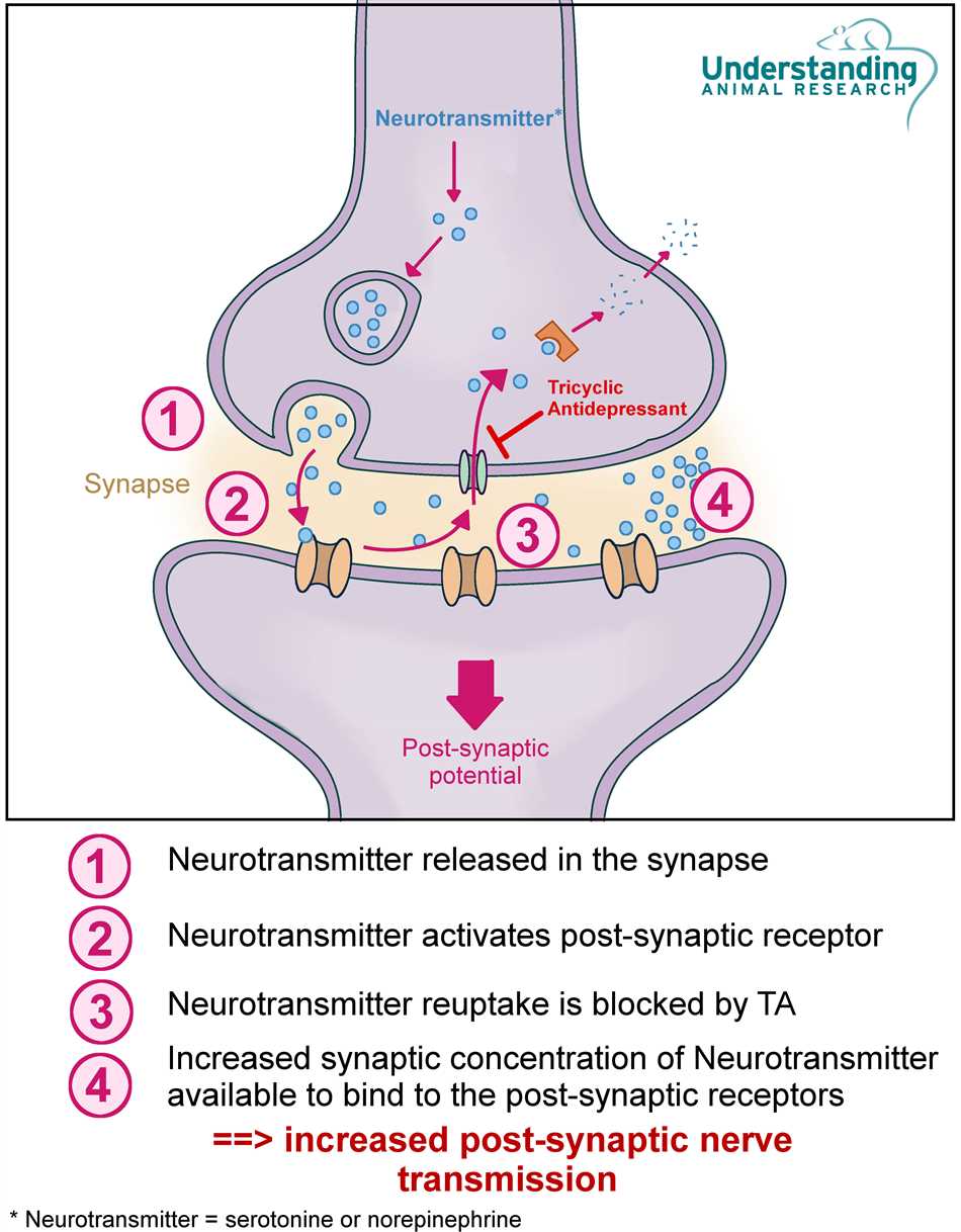Amitriptyline angioedema