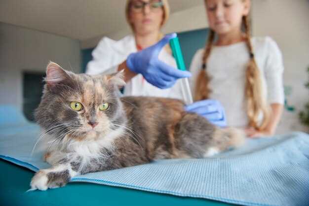 Azithromycin injection for cats