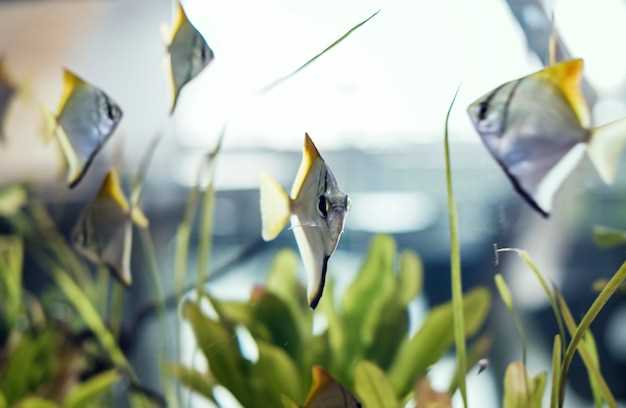 Buy doxycycline fish