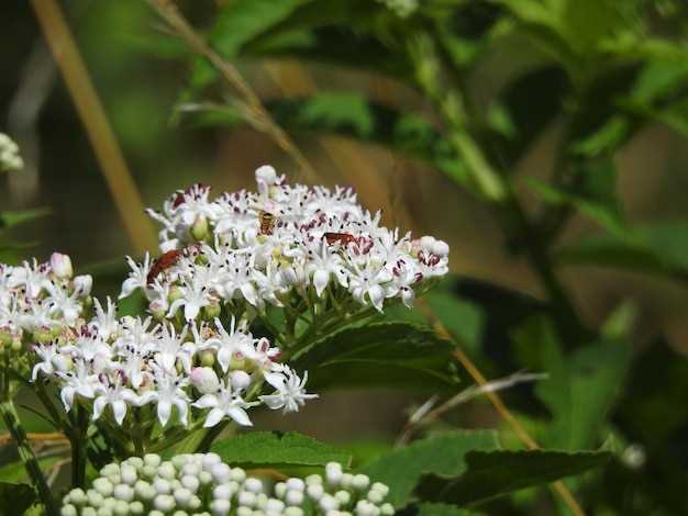 Cymbalata duloxetine hci
