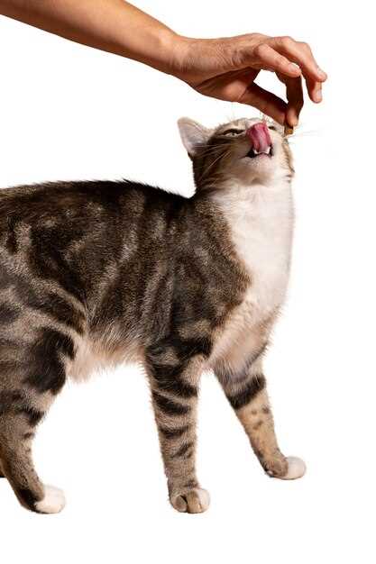 Overview of Cat Bites