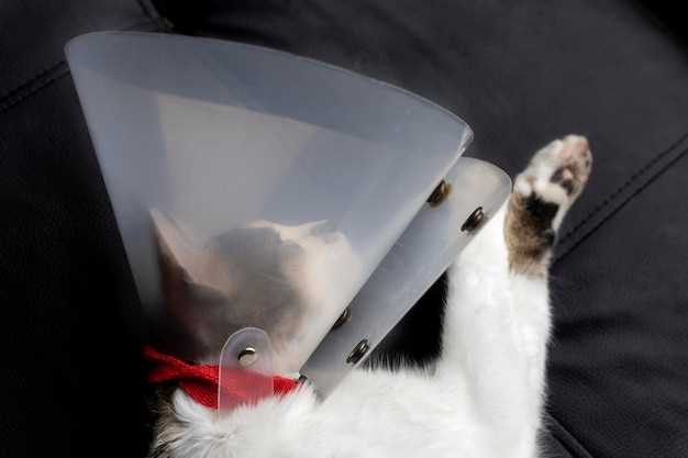 Doxycycline safe for kittens