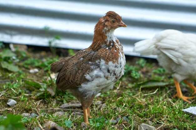 Doxycycline side effects in poultry