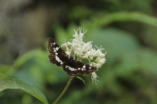 Doxycycline wikpedia