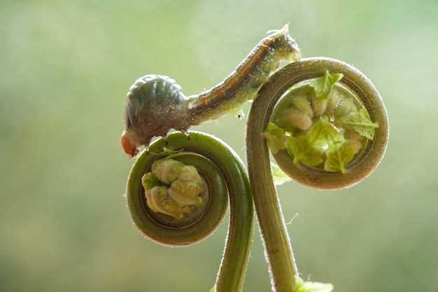 Where to buy Doxycycline