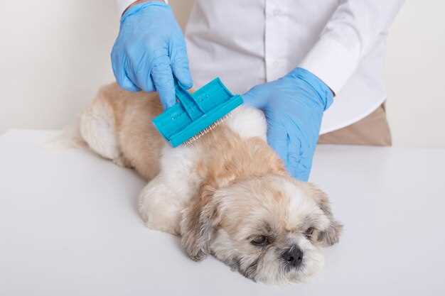 Duloxetine canine dosage