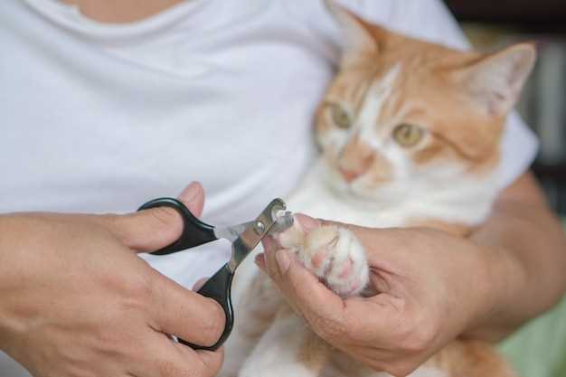 Giving doxycycline cats