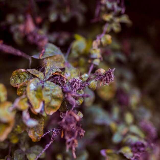 Images of doxycycline hyclate