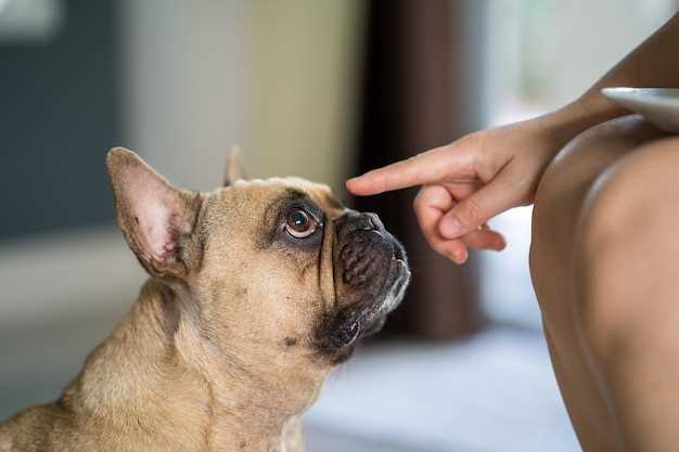 Minocycline vs doxycycline in dogs