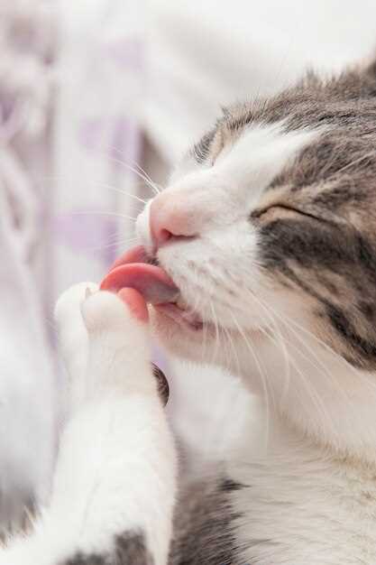 Use of azithromycin in cats